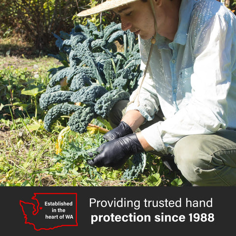 Side view of a gardener wearing black nitrile gloves with raised diamond texture while harvesting kale in a garden