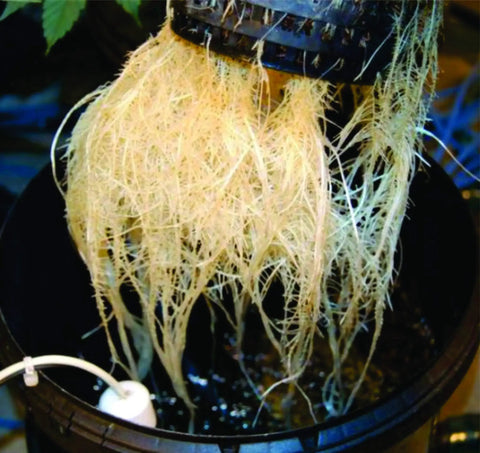DWC Deep Water Culture Hydroponic Garden System Kit For A 5 Gallon Bubble Bucket With Bubbleponics Includes Nutrients And pH Testing