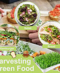 Stainless Steel Sprouts Growing Kit 2 Tier 10 Inch Trays Microgreens Seed Sprouting Tray With Encrypted Mesh Filters For Beans Alfalfa Broccoli Wheatgrass And More, showcasing harvested greens used in salad, sandwich, and bread.