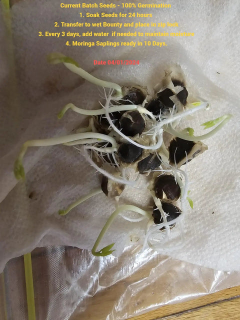 Garden Ready Moringa Seeds For Planting Edible With High Germination Premium PKM1 Grade Non GMO Fresh Batch From Small Farmers For Growing Your Own Malunggay At Home Garden