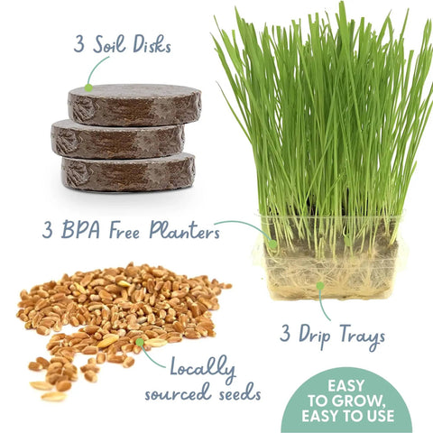 Indoor Cat Grass Kit For Healthy Digestion And Hairball Control Organic Cat Grass Seeds With Soil And BPA Free Containers Non GMO Locally Sourced Blend 3 Pack Easy Grow For Your Purrfect Feline, showing soil disks, BPA-free planters, and seeds.
