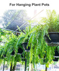 Potted ferns hanging on rods in a garden, showcasing ideal use for Extra Long S Shape Hanging Hooks Set Dope Matte Silver Finish