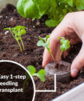 Hand transplanting seedling with Indoor Seed Starter Kit With 100 36mm Peat Pellets That Expand With Water No Fuss Germination