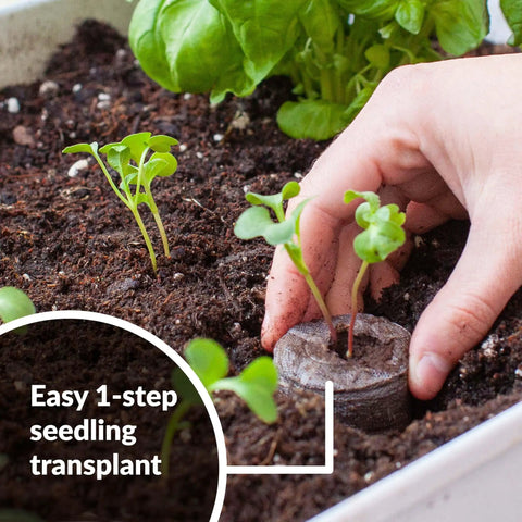 Hand transplanting seedling with Indoor Seed Starter Kit With 100 36mm Peat Pellets That Expand With Water No Fuss Germination