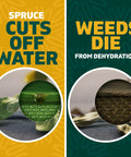 Image of Spruce effect showing how weed killer causes dehydration; featuring close-up of leaves and dried soil.