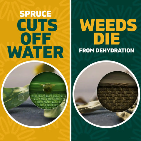 Image of Spruce effect showing how weed killer causes dehydration; featuring close-up of leaves and dried soil.