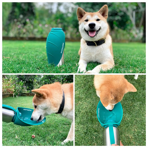 Dog using Big Dog Water Bottle Travel Dispenser 27 or 40 Oz Stainless Steel Hydration Bottle with Leak Proof Cup outdoors