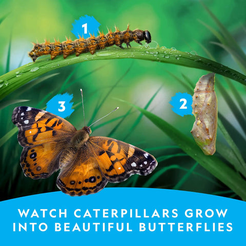 Butterfly Habitat Kit With Voucher For Five Caterpillars, Includes Mesh Cage With See Through Lid, Easy Setup Growth Kit