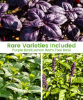 Close-up of purple basil, lemon balm, and Thai basil from the 15 Pack Herb Seeds Set With 4500 Plus Non GMO Heirloom Seeds.