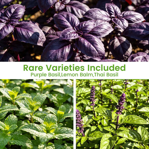 Close-up of purple basil, lemon balm, and Thai basil from the 15 Pack Herb Seeds Set With 4500 Plus Non GMO Heirloom Seeds.