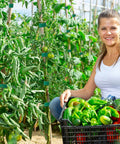 Gardener using Six Roll Green Plant Tape Set For Garden Support, Reusable Adjustable Twist Ties on tomato plants with a basket of vegetables.