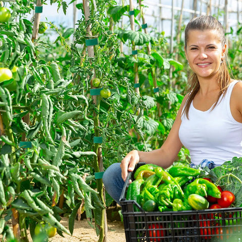 Gardener using Six Roll Green Plant Tape Set For Garden Support, Reusable Adjustable Twist Ties on tomato plants with a basket of vegetables.