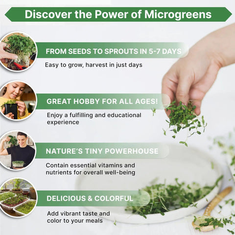 Broccoli Sprouting And Microgreens Seeds Kit 1 Lb Resealable Bag Non GMO Heirloom Sprout Seeds For Soil Coconut Coir Aerogarden And Hydroponics Perfect For Growing Microgreens At Home with benefits of microgreens such as vitamins and fast growth in 5-7 days.