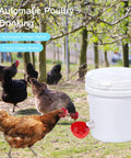 Beefed Up Automatic Chicken Waterer Cups Six Pack Large Poultry Drinkers With Tee Fittings Zero Drip Mess Farm Gear For Chickens Ducks Geese And Turkeys No Fuss Setup with chickens drinking outdoors.