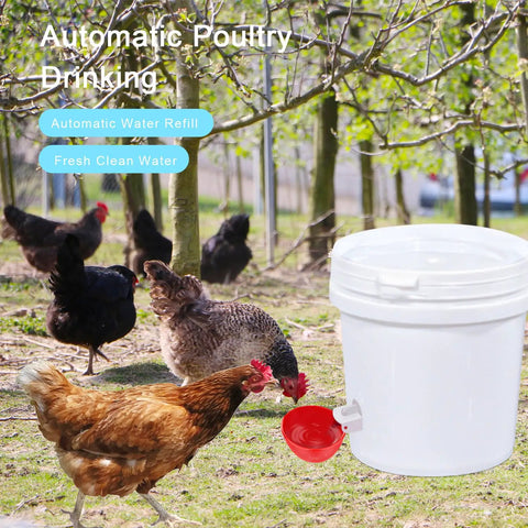 Beefed Up Automatic Chicken Waterer Cups Six Pack Large Poultry Drinkers With Tee Fittings Zero Drip Mess Farm Gear For Chickens Ducks Geese And Turkeys No Fuss Setup with chickens drinking outdoors.