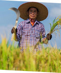 Farmer holding a Long Handle Manganese Steel Grass Sickle For Weeding And Harvesting, Hand Tool With Wooden Grip in a field