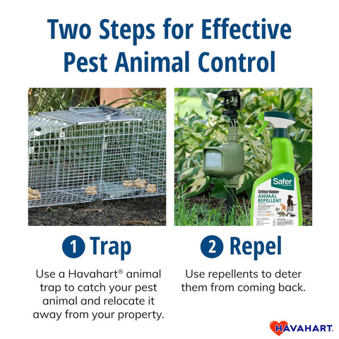 Two-step pest control showing Medium One Door Live Catch Humane Trap and repellent for rabbits, skunks, minks, and squirrels.