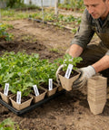 Gardener using Seed Starter Kit With 100 Square Nursery Pots With Drain Holes 6 Plastic Plant Trays And Labels for seedlings.