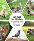 Weatherproof Wooden Chicken Coop Pen With Folding Rabbit Run No Fuss Setup Dual Access Doors for Various Animals