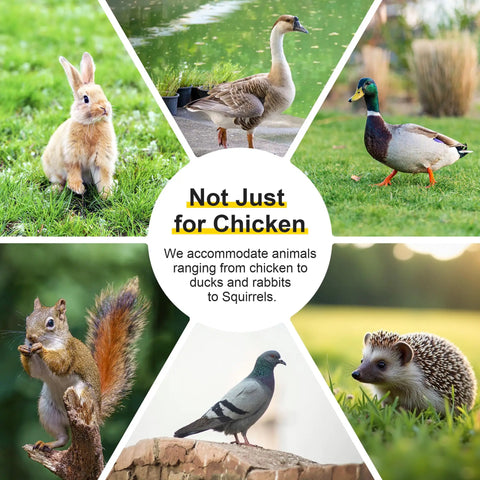 Weatherproof Wooden Chicken Coop Pen With Folding Rabbit Run No Fuss Setup Dual Access Doors for Various Animals