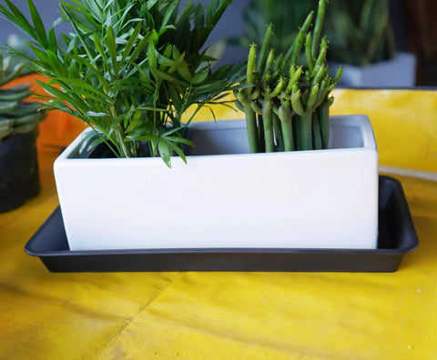 White planter with plants on black tray, part of Six Pack Rectangular Plant Tray Saucers For Indoors Heavy Duty Drainage Drip Trays For Flower Pots Windowsill Planters Fits Pots Up To 10 Inches Inner 9.7 X 4.7 Inches Outer 6 X 11 Inches 1.1 Inch High.