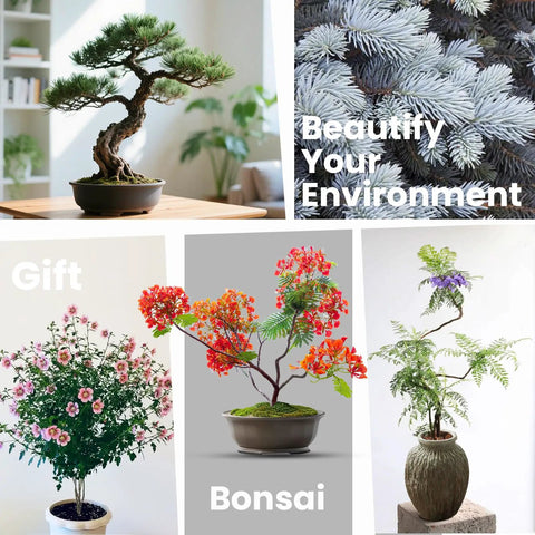 Beginner Friendly Five Varieties Japanese Bonsai Seed Kit for Indoor Gardening, Grow Your Own Mini Trees With Included Tools