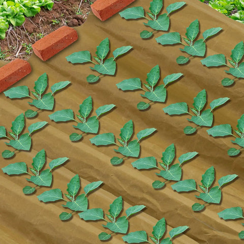 Heavy Duty Biodegradable Paper Weed Barrier Roll 1.31x50 Ft For Lawn And Garden shown in use with plants growing through
