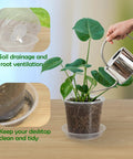 Clear 4 Inch Nursery Pots With Drainage And Saucers, 20 Pack Transparent Plant Pots in use for home garden with saucer.
