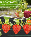 6x300ft Heavy Duty Weed Barrier Landscape Fabric 3.2oz Woven Geotextile Ground Cover with strawberries before and after.