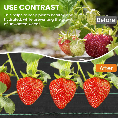 6x300ft Heavy Duty Weed Barrier Landscape Fabric 3.2oz Woven Geotextile Ground Cover with strawberries before and after.