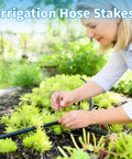 Woman using 200 Pack 4 Inch Galvanized U Shaped Garden Staples For Drip Irrigation Soaker Hose And Tubing Ground Stakes Pro Grade