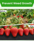 Heavy Duty Weed Barrier Fabric 6x300ft Landscape Material 3.2oz Woven Geotextile showing before and after weed control with strawberries.