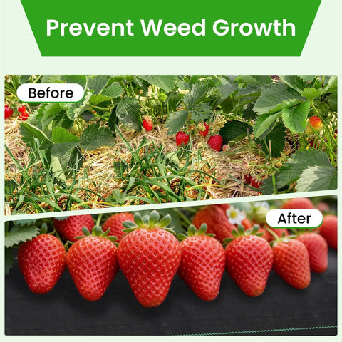 Heavy Duty Weed Barrier Fabric 6x300ft Landscape Material 3.2oz Woven Geotextile showing before and after weed control with strawberries.
