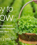 Basket with fresh harvested lettuce and greens, part of a Five Pack Of Lettuce And Greens Seeds Including Arugula Spinach Kale Buttercrunch Romaine And More Non GMO With Plant Markers For Indoor Or Outdoor Garden, held by a hand, lush background.