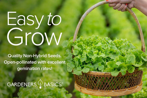 Basket with fresh harvested lettuce and greens, part of a Five Pack Of Lettuce And Greens Seeds Including Arugula Spinach Kale Buttercrunch Romaine And More Non GMO With Plant Markers For Indoor Or Outdoor Garden, held by a hand, lush background.