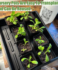 5 Piece Seed Starter Tray Kit with 60 Square 3.5 Inch Pots and plants inside, no drain holes, reusable kit for seedlings