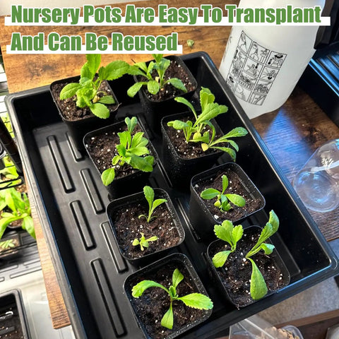 5 Piece Seed Starter Tray Kit with 60 Square 3.5 Inch Pots and plants inside, no drain holes, reusable kit for seedlings