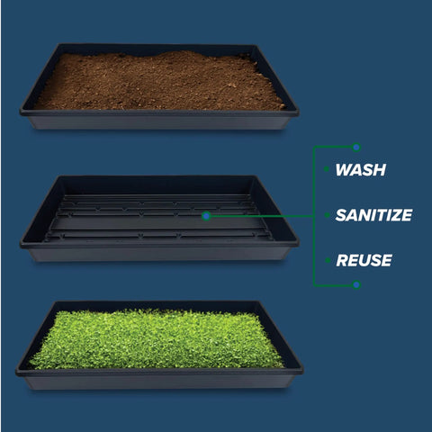 Five Pack Black Plastic Growing Trays Without Drain Holes, 21 By 11 By 2 Inches, shown with soil and microgreens