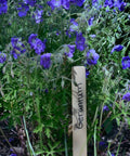 Wooden marker labeled 'Geranium' placed in purple flowers garden bed.