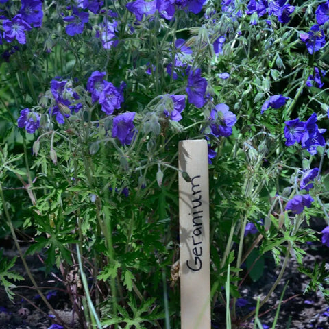 Wooden marker labeled 'Geranium' placed in purple flowers garden bed.