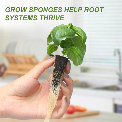 Person holding plant with roots growing from sponge, part of Kratky Method Hydroponic Planter Kit With Eight Planters And Twenty Four Growing Sponges