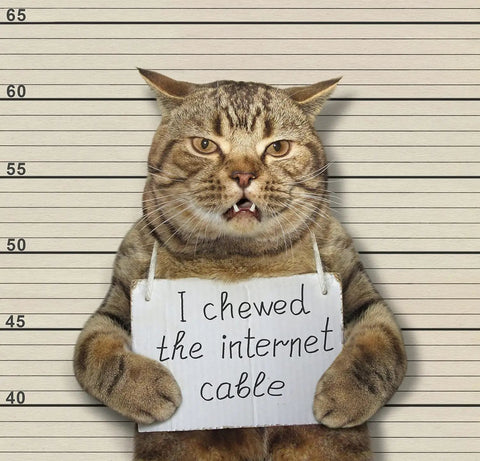 Cat holding sign in front of height chart, "I chewed the internet cable".