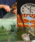 Collage with a person using Heavy Duty Galvanized Welded Wire Cloth Roll 36 Inch Wide By 100 Feet Long One Half Inch Mesh 19 Gauge Fencing.