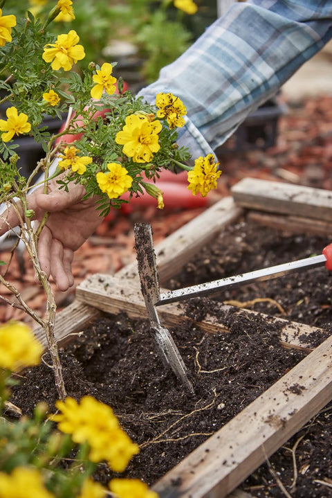 Using Premium Stainless Steel ComfortGEL All In One Hoe Cultivator With Comfy Grip For Weeding in garden bed with yellow flowers.