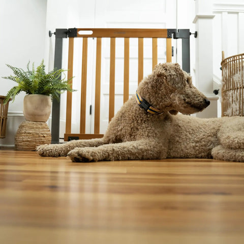 Dog lying in front of oak wood and metal baby and pet gate for 36 to 60 inch openings, 30 inch tall, no drill pressure mount