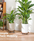 Tough Wood Plant Stand With Wheels 12 Inch Rolling Planter Caddy Four Pack under large indoor plants on wood bases.