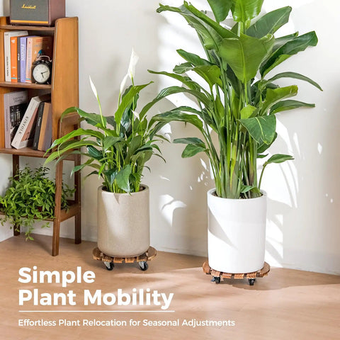 Tough Wood Plant Stand With Wheels 12 Inch Rolling Planter Caddy Four Pack under large indoor plants on wood bases.