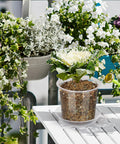 Clear Nursery Pots With Drainage Holes And Saucers, 40 Pack In 4, 5, 6, 7 Inch Sizes on a balcony table with flowering plants