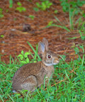 Rabbit in garden behind Hexagonal Galvanized Chicken Wire Netting 13.7 Inch Wide By 236 Inch Long Durable Garden Fence Mesh