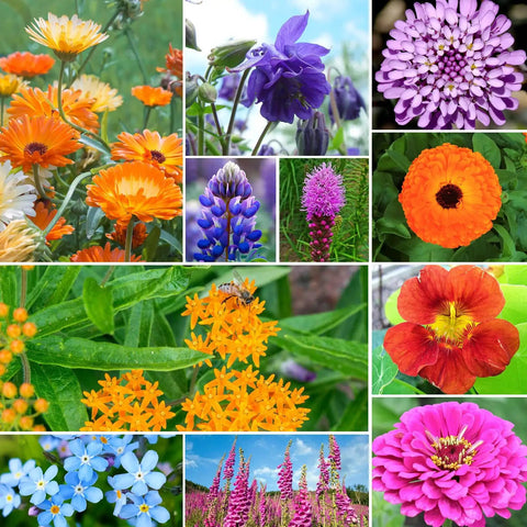 Backyard Friendly Wildflower Seed Mix For Outdoor Gardens With 24 Varieties Attracts Hummingbirds And Butterflies No Filler Fresh Germination Annual And Perennial Blend 1 Ounce Pack Resealable Bulk Seed Jar